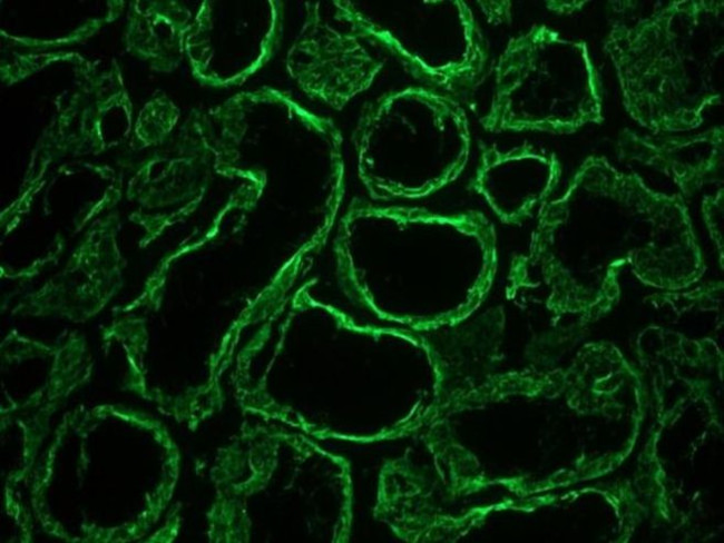 Cytokeratin 18 Antibody in Immunohistochemistry (Frozen) (IHC (F))