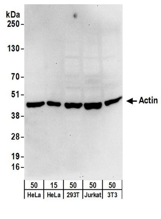 Cytoskeletal Actin Antibody in Western Blot (WB)