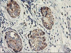 DAND5 Antibody in Immunohistochemistry (Paraffin) (IHC (P))