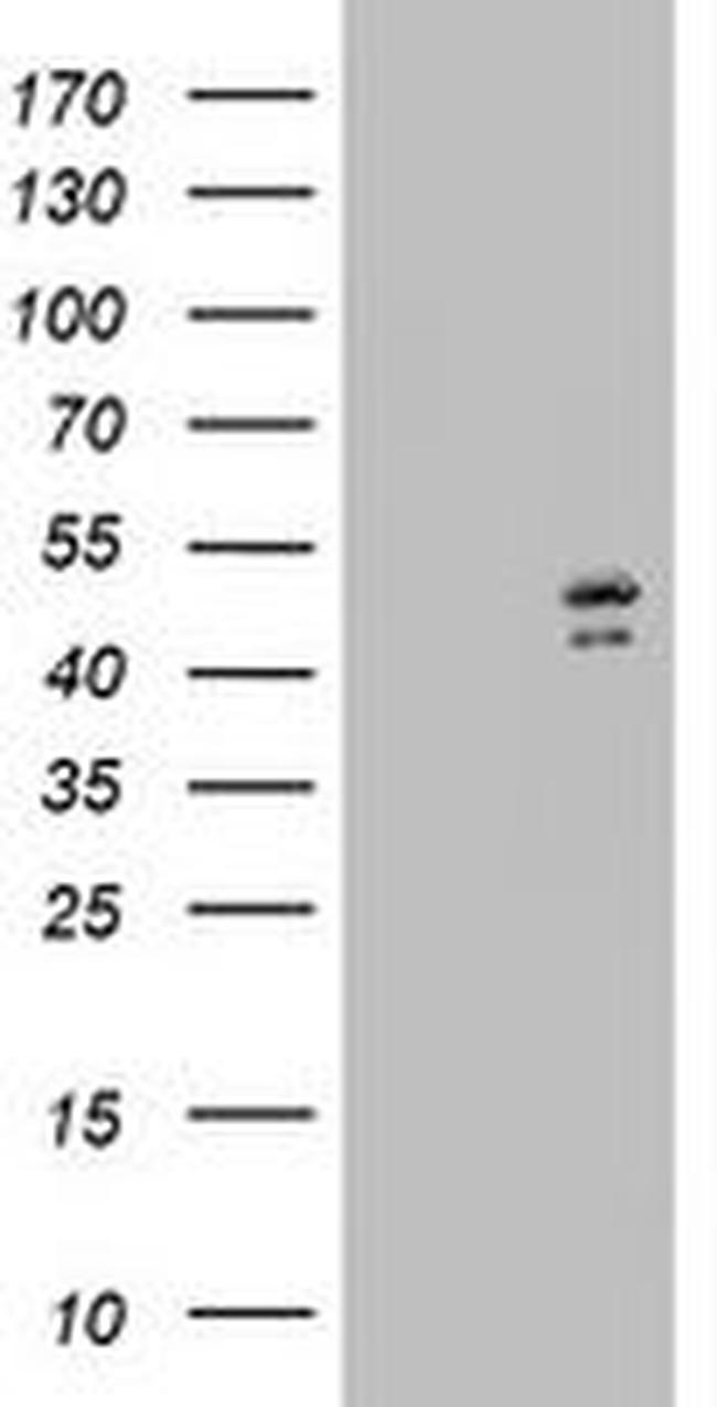 DAP3 Antibody in Western Blot (WB)