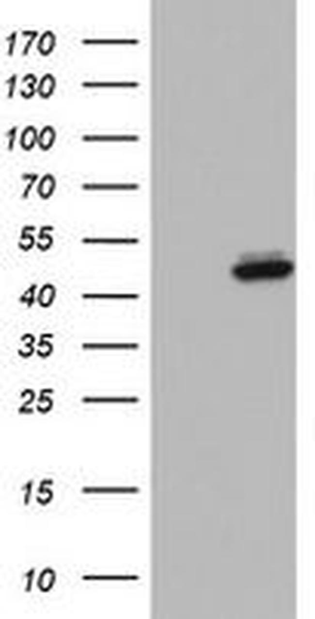 DAP3 Antibody in Western Blot (WB)