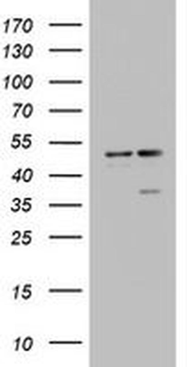 DAP3 Antibody in Western Blot (WB)