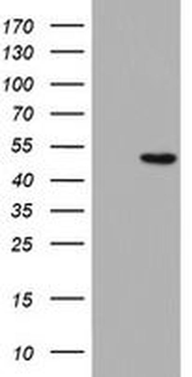 DAP3 Antibody in Western Blot (WB)