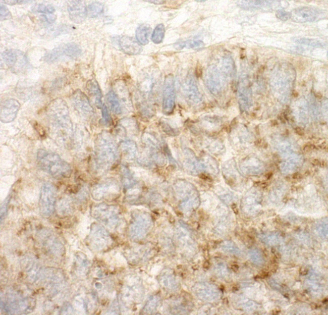 DAP5 Antibody in Immunohistochemistry (IHC)