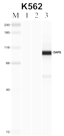 DAP5 Antibody in Immunoprecipitation (IP)