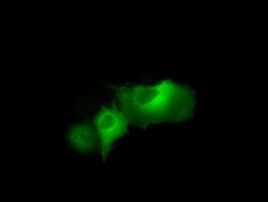 DAPK2 Antibody in Immunocytochemistry (ICC/IF)