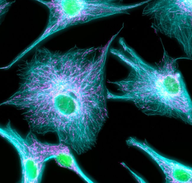 Rabbit IgG (H+L) Highly Cross-Adsorbed Secondary Antibody in Immunocytochemistry (ICC/IF)