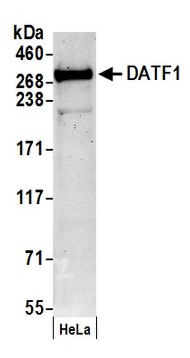 DATF1 Antibody in Western Blot (WB)