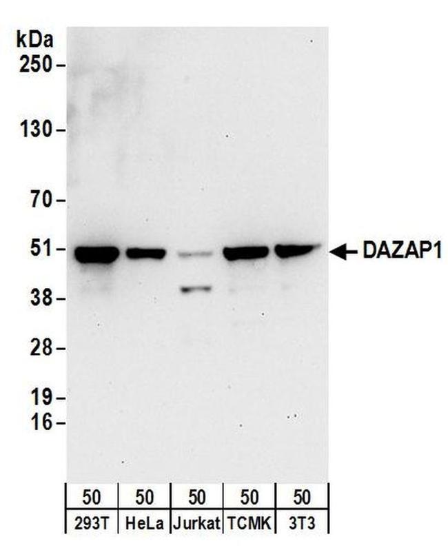 DAZAP1 Antibody in Western Blot (WB)