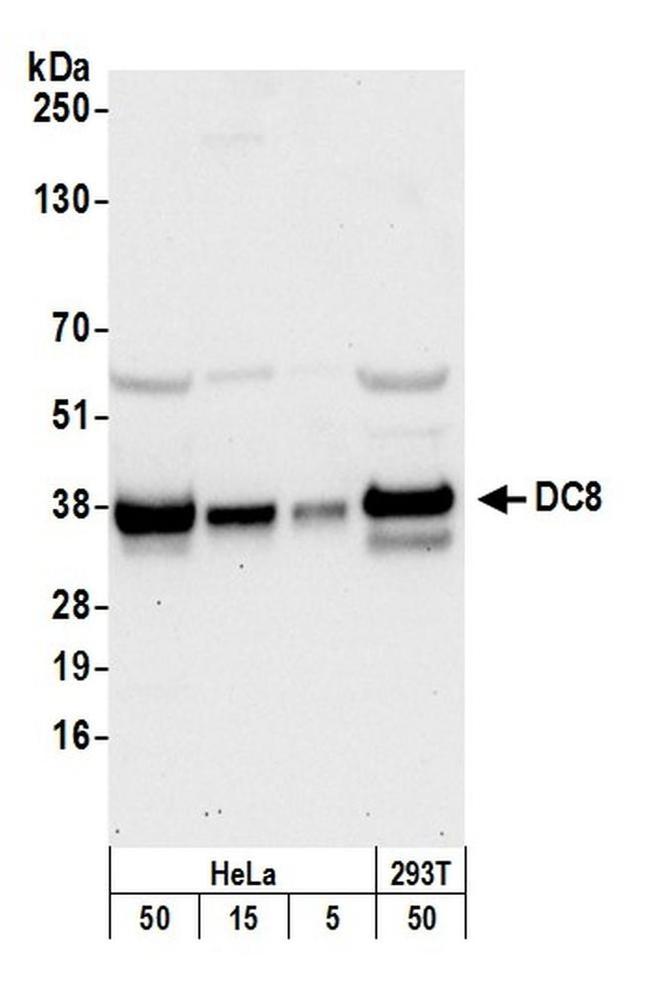 DC8 Antibody in Western Blot (WB)