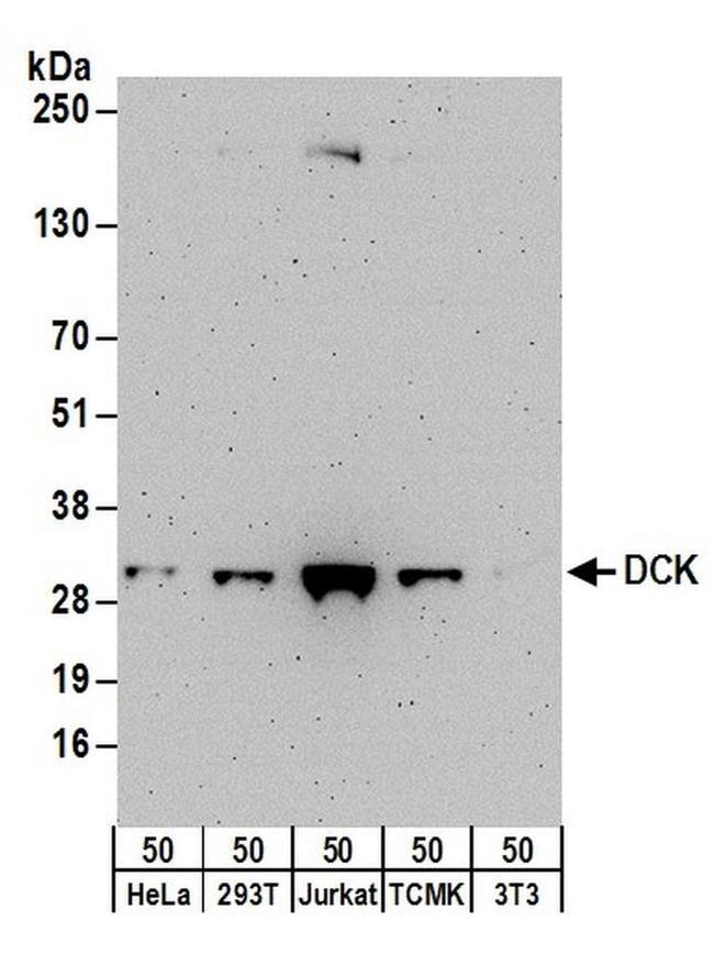 DCK Antibody in Western Blot (WB)