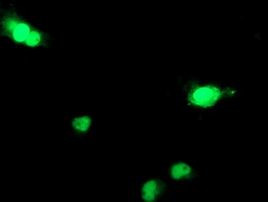 DCK Antibody in Immunocytochemistry (ICC/IF)