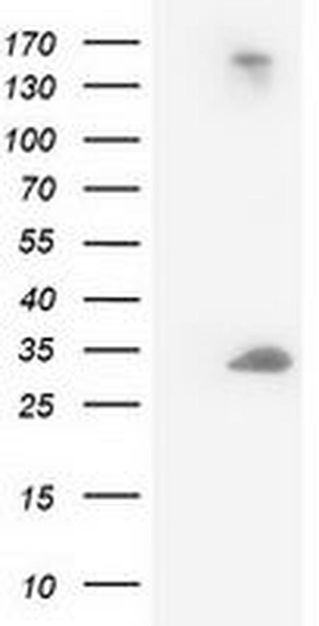 DCK Antibody in Western Blot (WB)