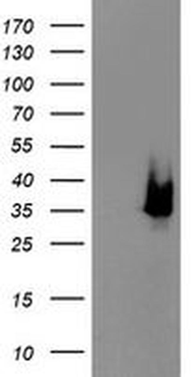 DCK Antibody in Western Blot (WB)