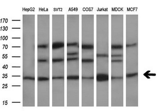 DCK Antibody in Western Blot (WB)