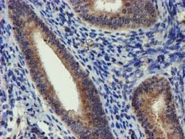 DCLRE1B Antibody in Immunohistochemistry (Paraffin) (IHC (P))