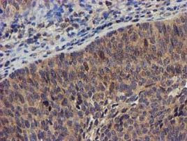 DCLRE1B Antibody in Immunohistochemistry (Paraffin) (IHC (P))