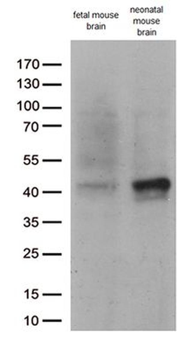 DCX Antibody in Western Blot (WB)