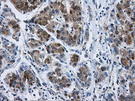 DCXR Antibody in Immunohistochemistry (Paraffin) (IHC (P))