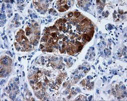 DCXR Antibody in Immunohistochemistry (Paraffin) (IHC (P))