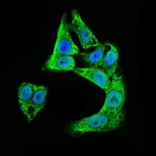 Doublecortin Antibody in Immunocytochemistry (ICC/IF)