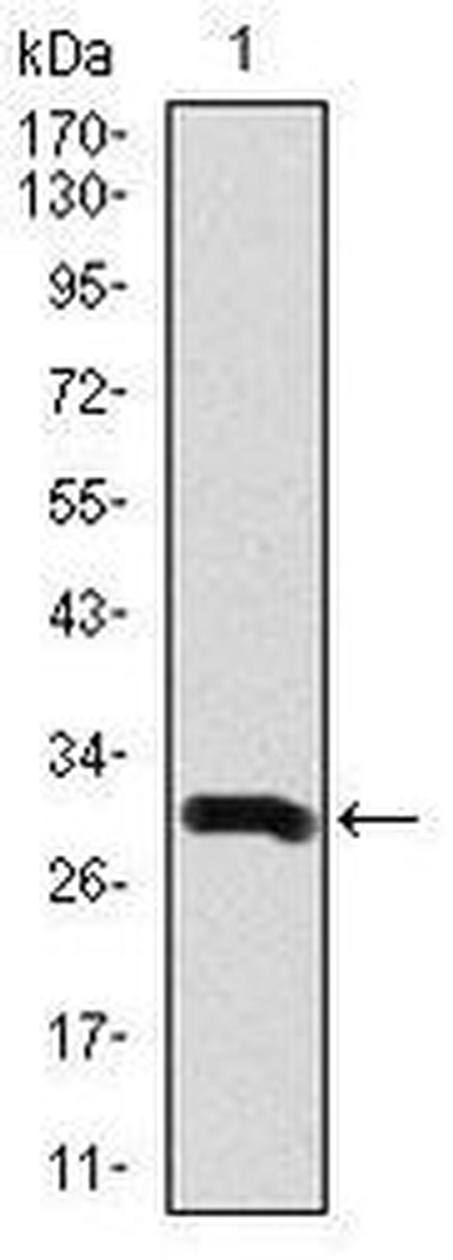 Doublecortin Antibody in Western Blot (WB)