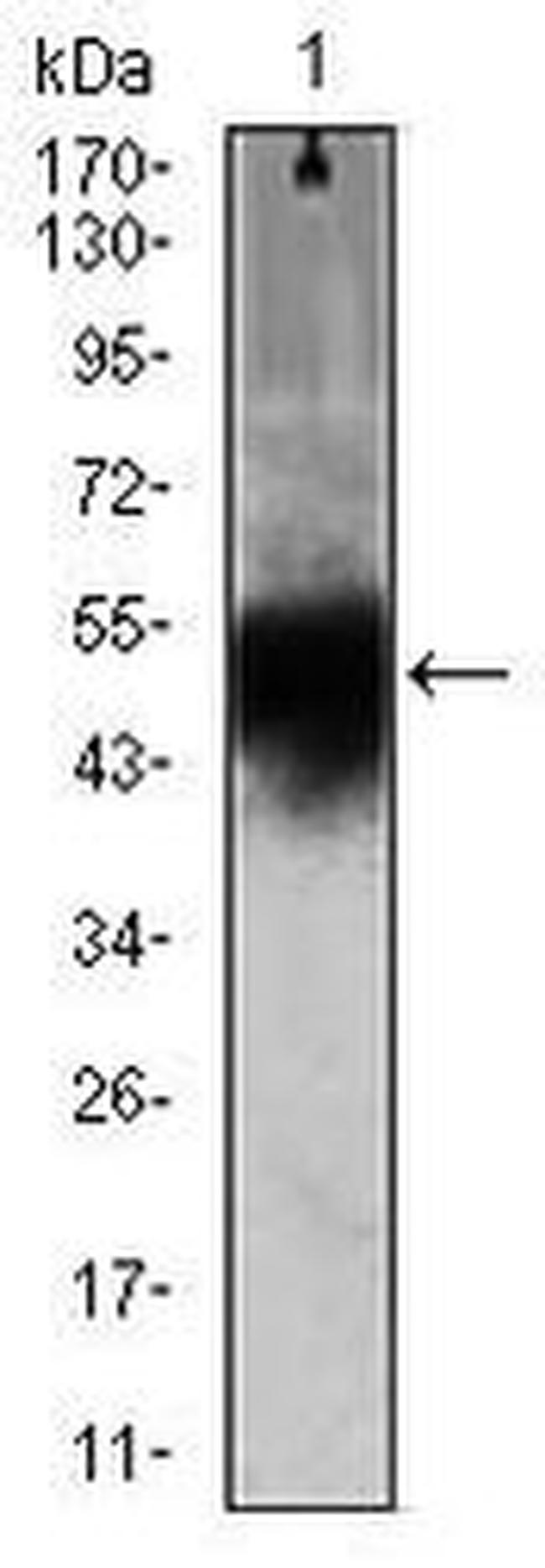 Doublecortin Antibody in Western Blot (WB)