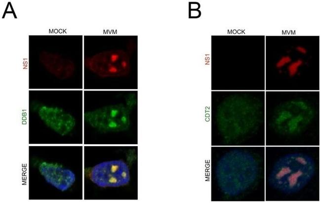 DDB1 Antibody in Immunocytochemistry (ICC/IF)