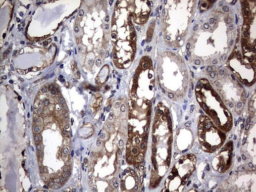 DDIT3 Antibody in Immunohistochemistry (Paraffin) (IHC (P))