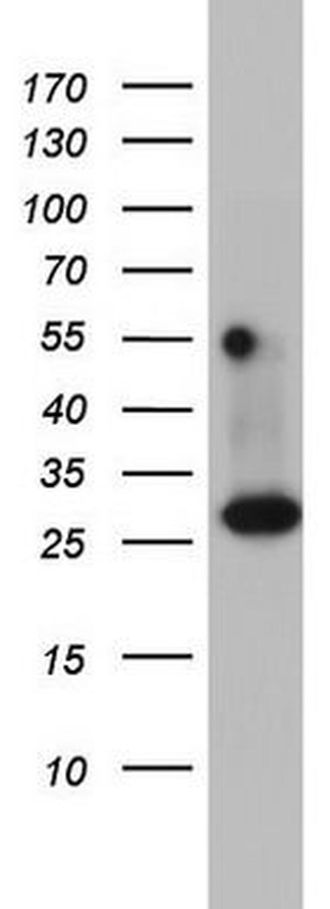 DDIT3 Antibody in Western Blot (WB)