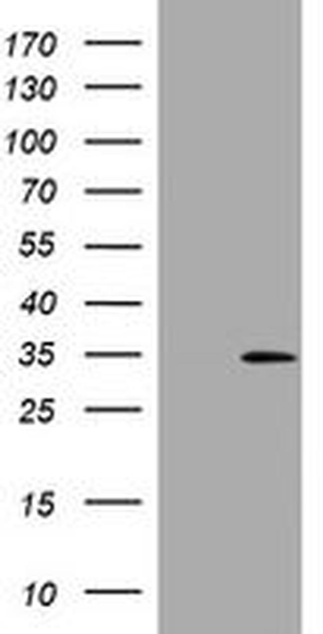 DDIT3 Antibody in Western Blot (WB)