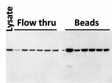 DDK Antibody in Immunoprecipitation (IP)