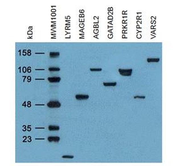 DDK Antibody in Western Blot (WB)