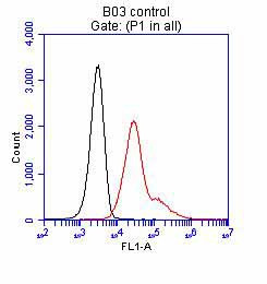 DDK Antibody in Immunocytochemistry (ICC/IF)