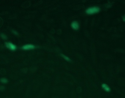 DDK Antibody in Immunocytochemistry (ICC/IF)