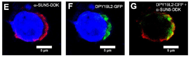 DDK Antibody in Immunocytochemistry (ICC/IF)