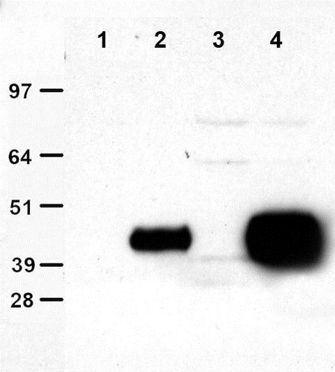 DDK Antibody in Immunoprecipitation (IP)