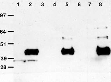 DDK Antibody in Immunoprecipitation (IP)