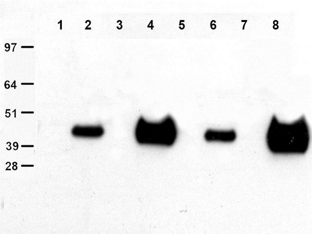 DDK Antibody in Immunoprecipitation (IP)