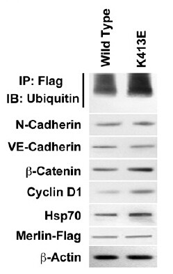 DDK Antibody in Immunoprecipitation (IP)