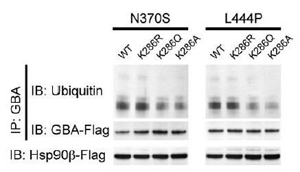 DDK Antibody in Immunoprecipitation (IP)