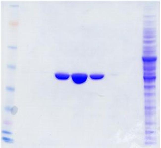 DDK Antibody in Western Blot (WB)