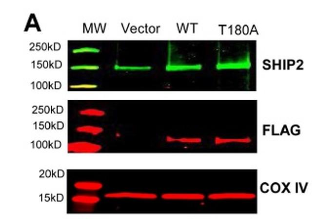 DDK Antibody in Western Blot (WB)