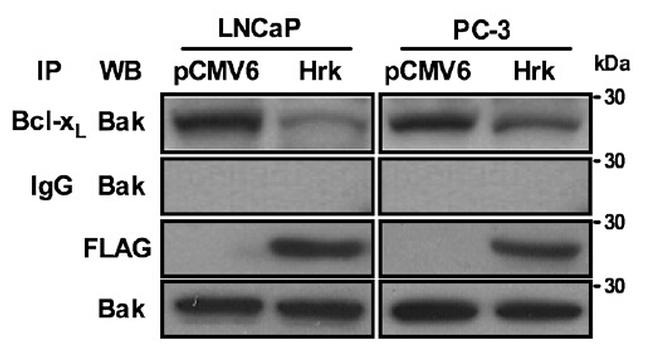 DDK Antibody in Western Blot (WB)