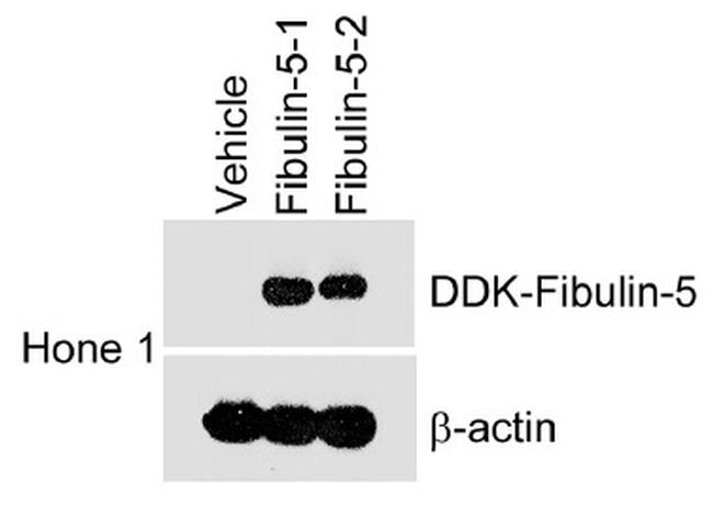 DDK Antibody in Western Blot (WB)