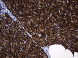 DDT Antibody in Immunohistochemistry (Paraffin) (IHC (P))