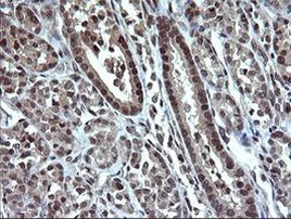 DDT Antibody in Immunohistochemistry (Paraffin) (IHC (P))