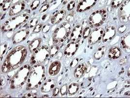 DDT Antibody in Immunohistochemistry (Paraffin) (IHC (P))