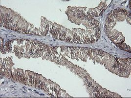 DDT Antibody in Immunohistochemistry (Paraffin) (IHC (P))