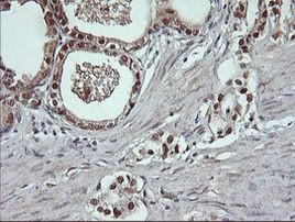 DDT Antibody in Immunohistochemistry (Paraffin) (IHC (P))